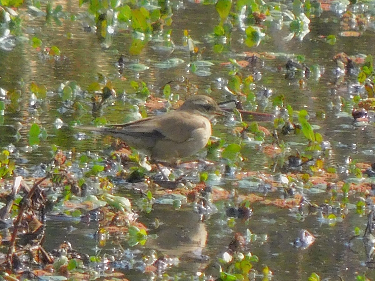 Buff-winged Cinclodes - ML612385003