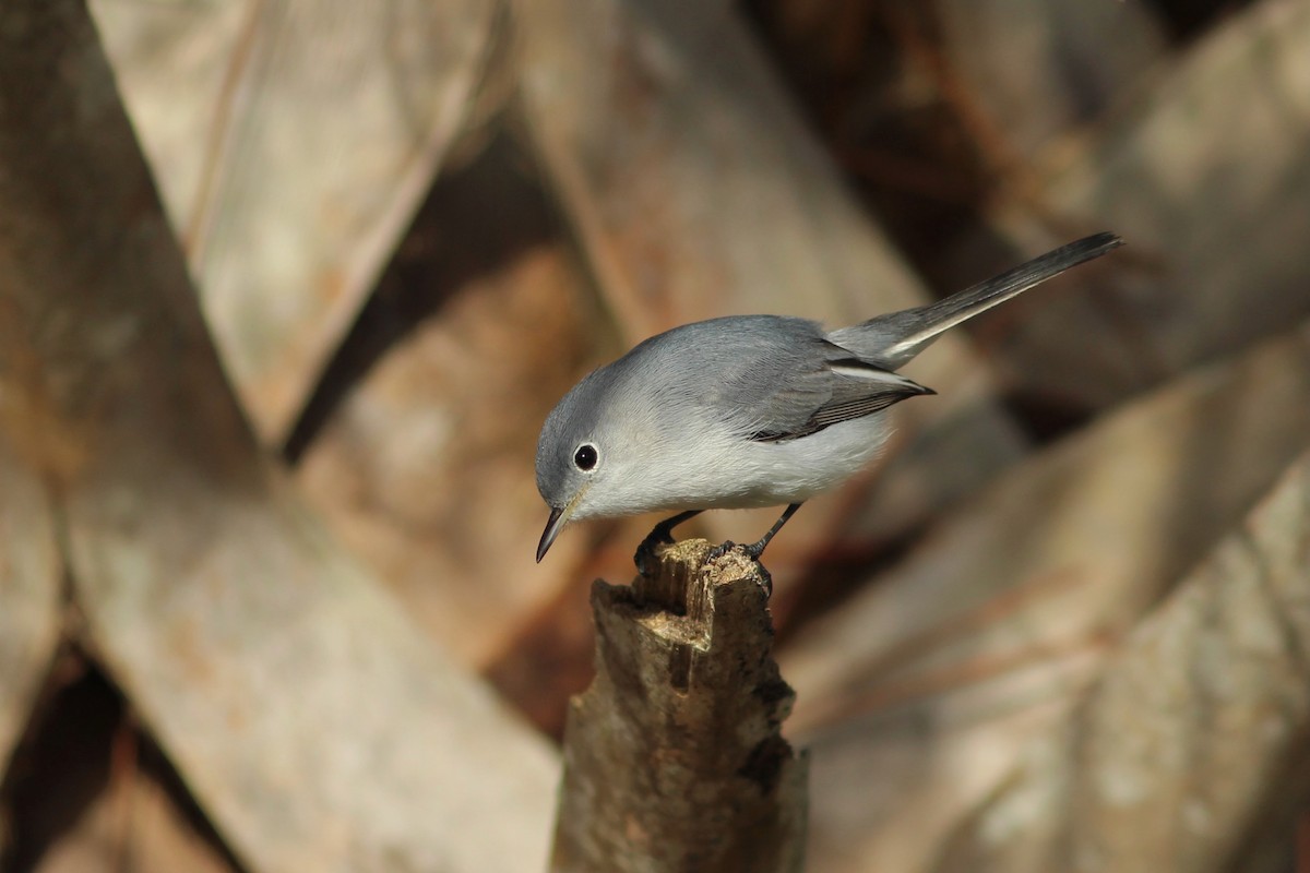 Blue-gray Gnatcatcher (Eastern) - ML612385019