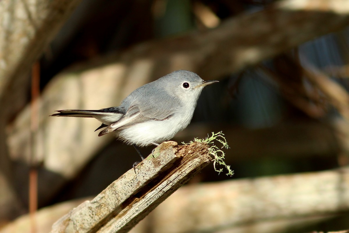 Blue-gray Gnatcatcher (Eastern) - ML612385020