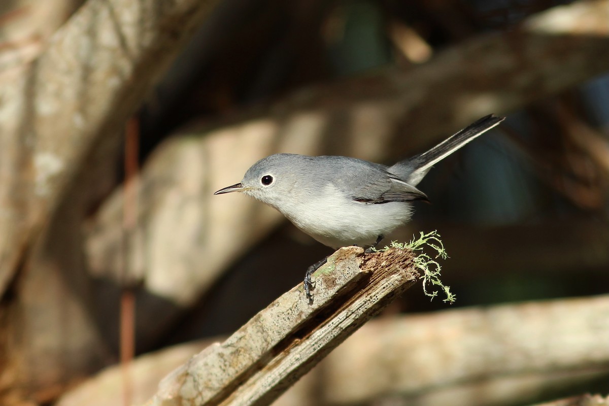 Blue-gray Gnatcatcher (Eastern) - ML612385021