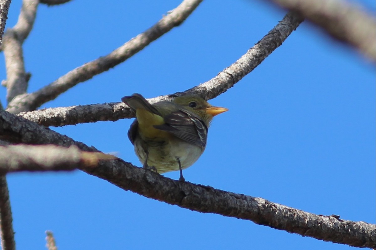 Western Tanager - ML612385028