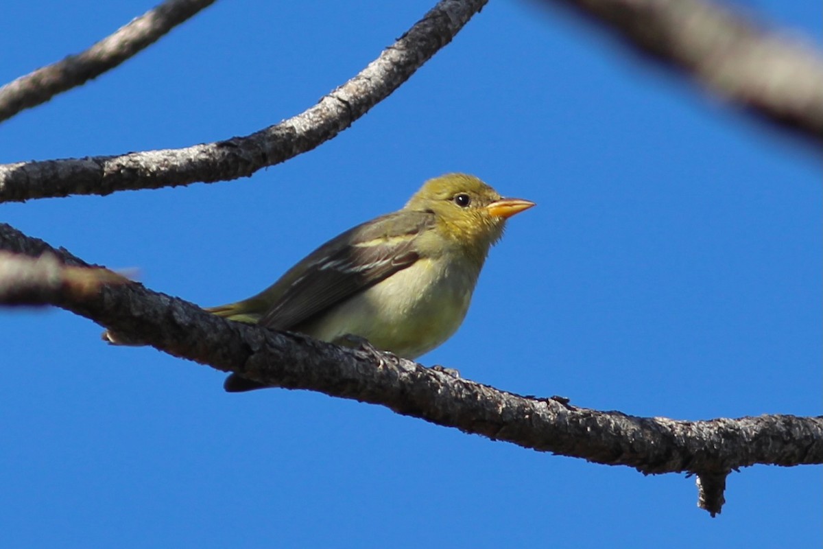 Western Tanager - ML612385030