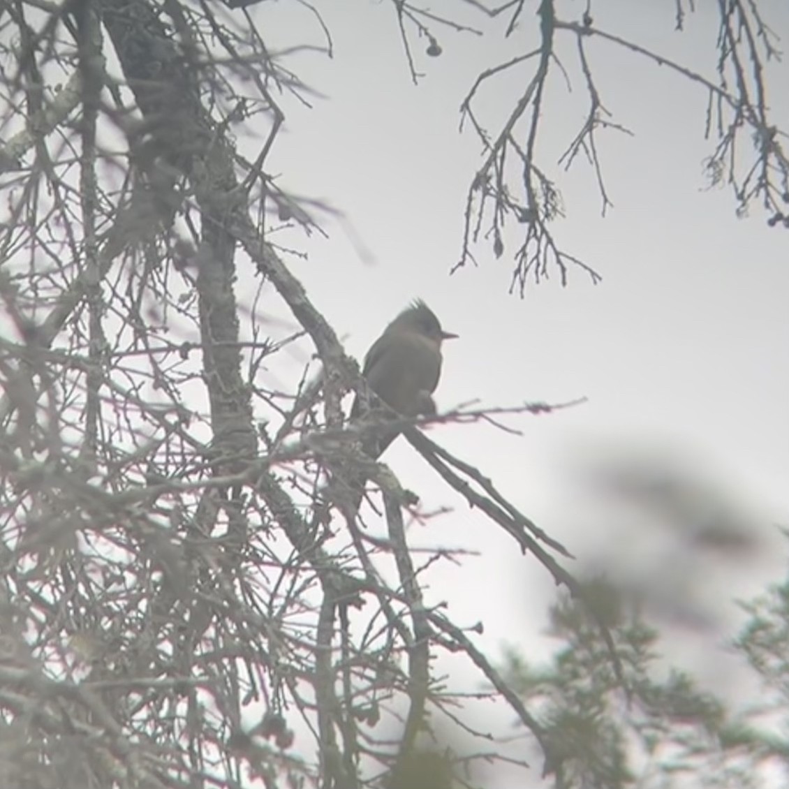 Greater Pewee - ML612385067