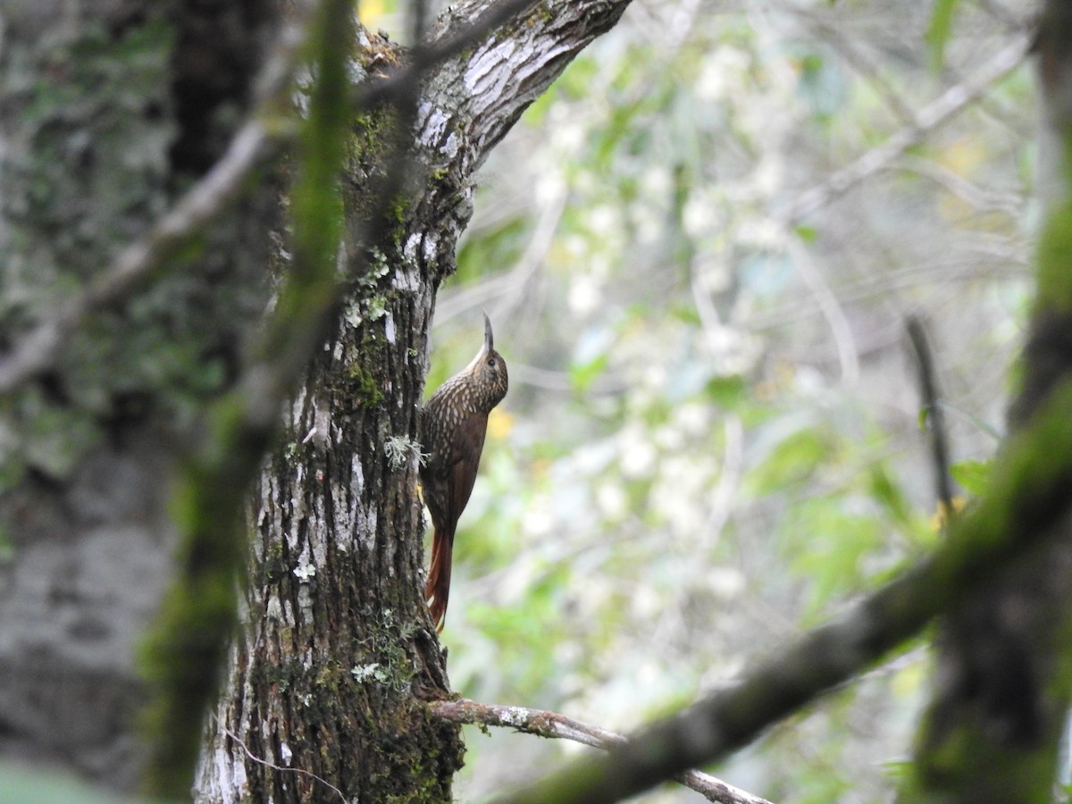 Spotted Woodcreeper - ML612385068