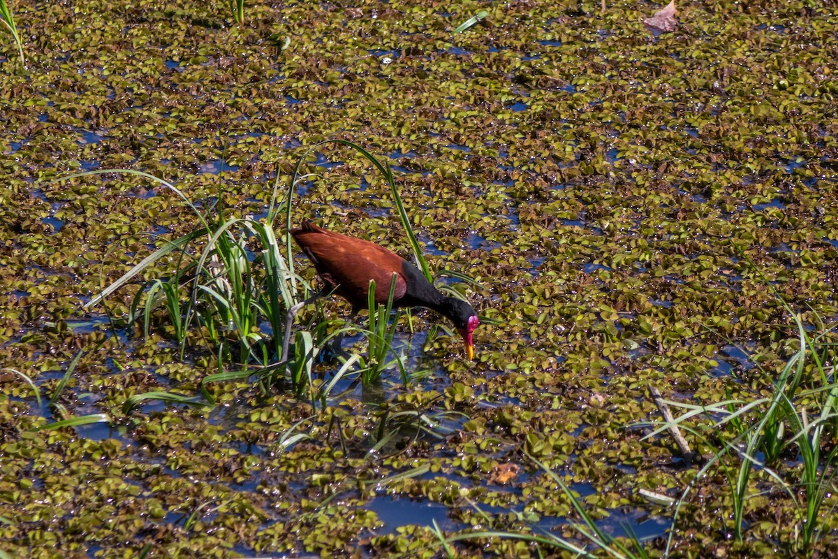 Wattled Jacana - ML612385069