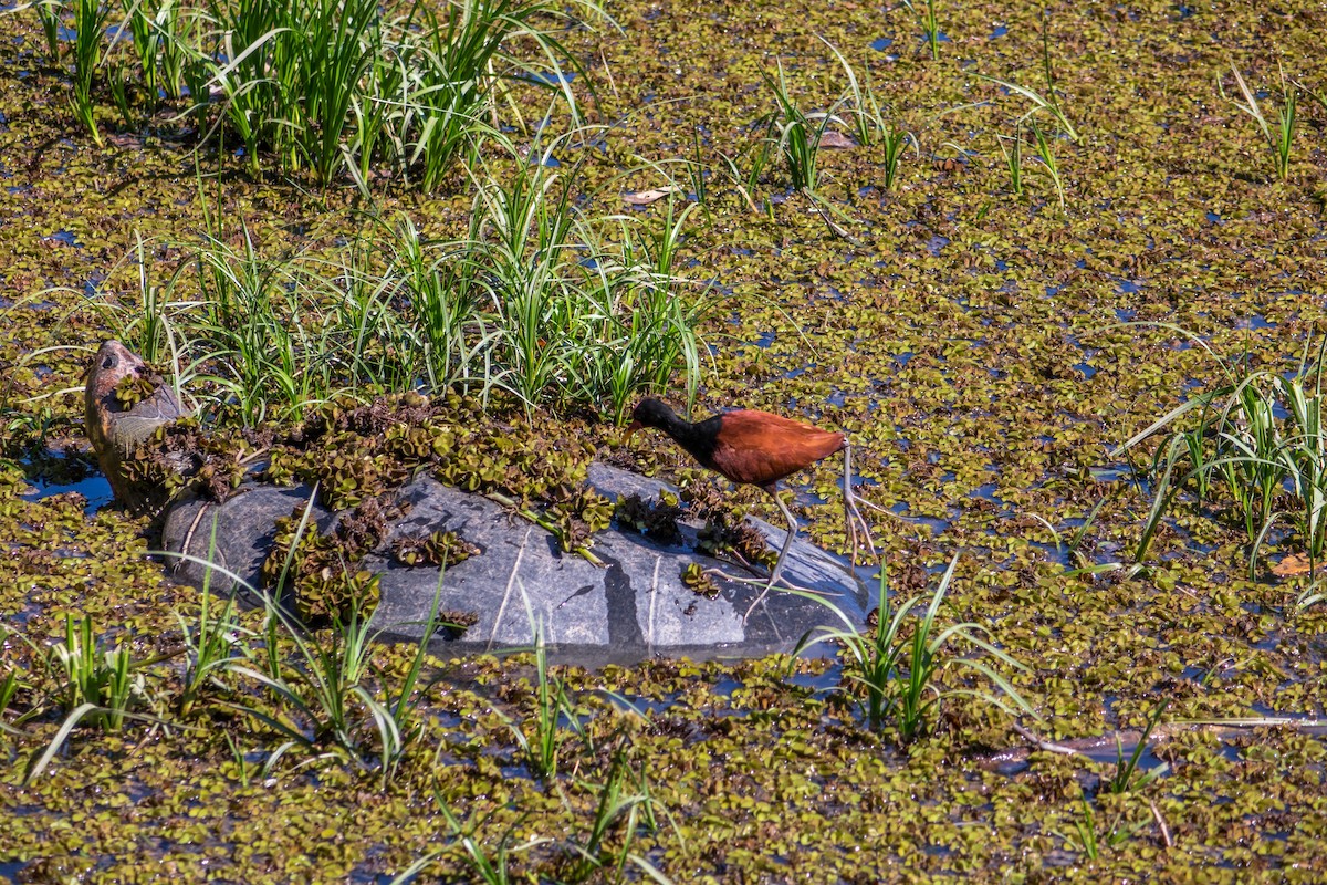Wattled Jacana - ML612385070