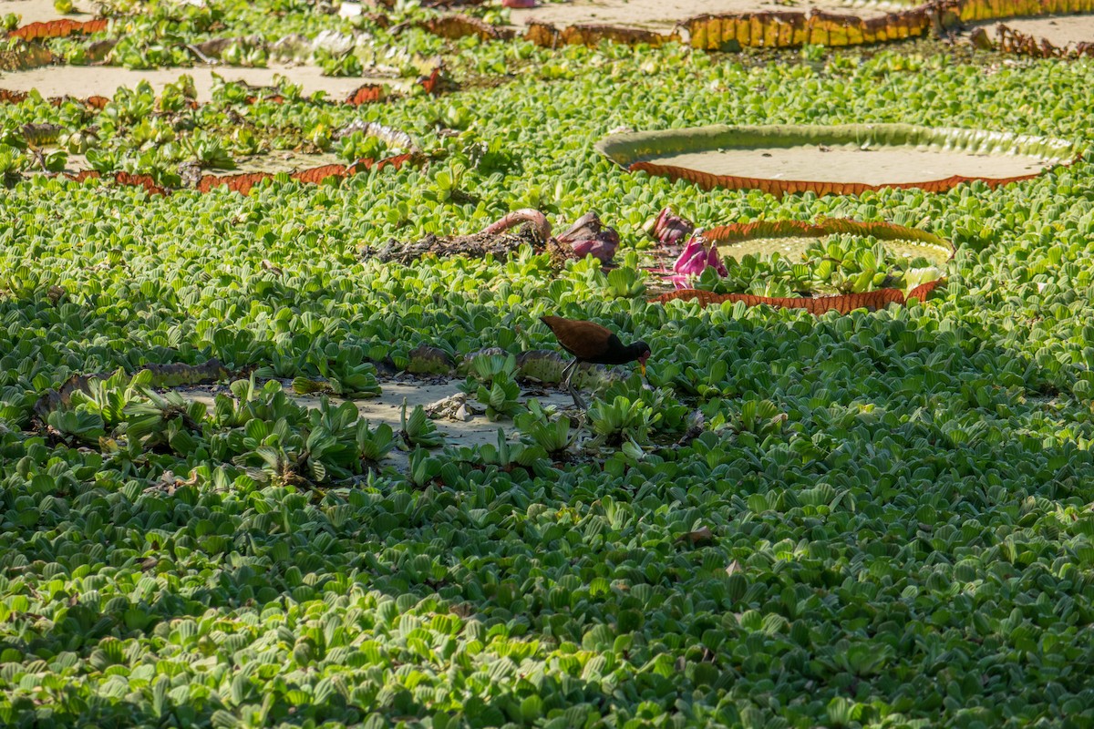 Wattled Jacana - ML612385071