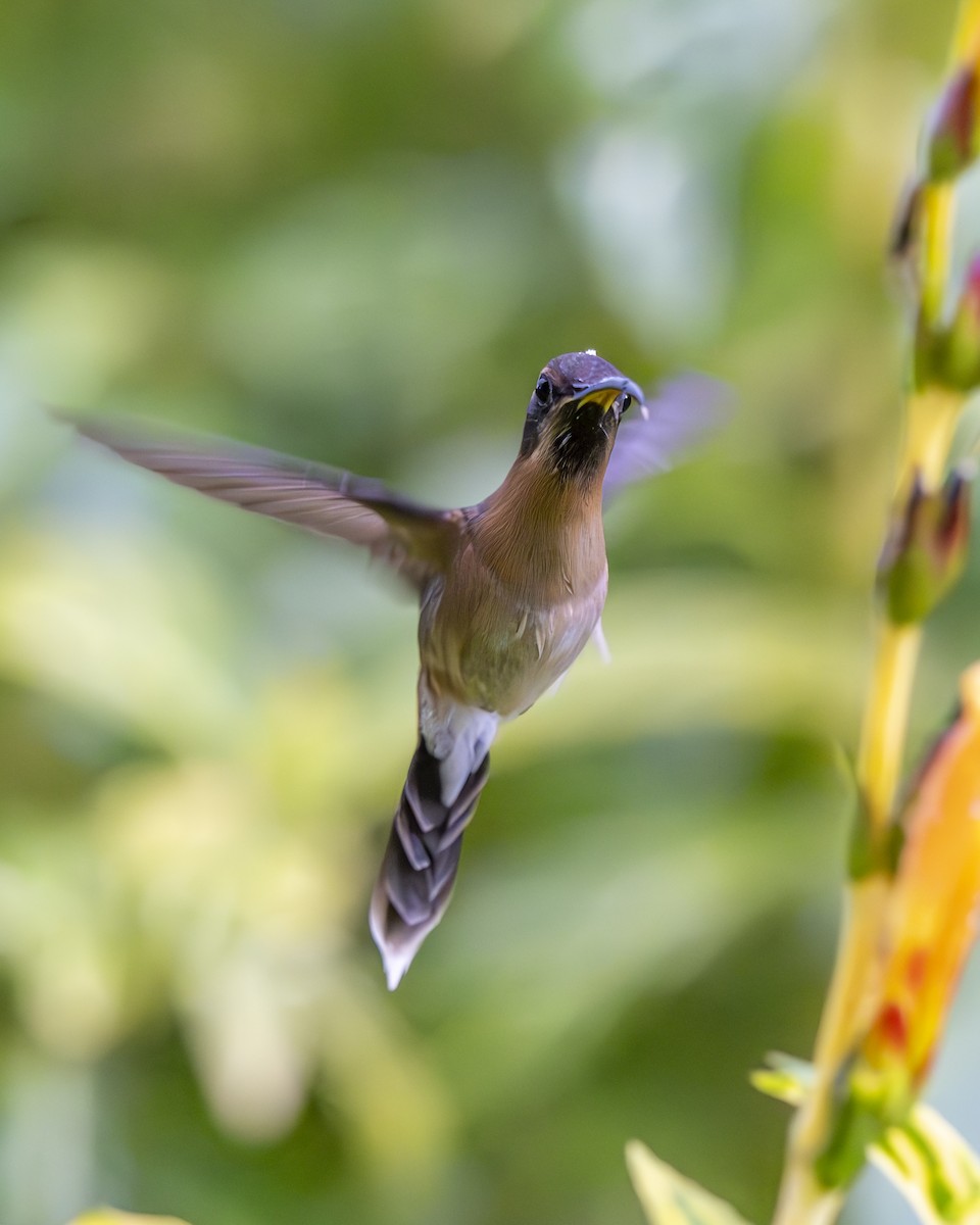 Braunkehl-Schattenkolibri - ML612385074