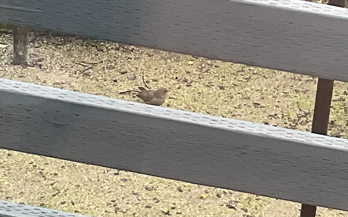 California Towhee - ML612385077