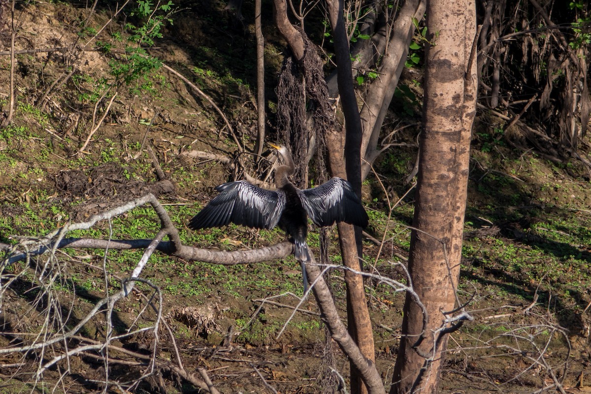 Anhinga - ML612385083