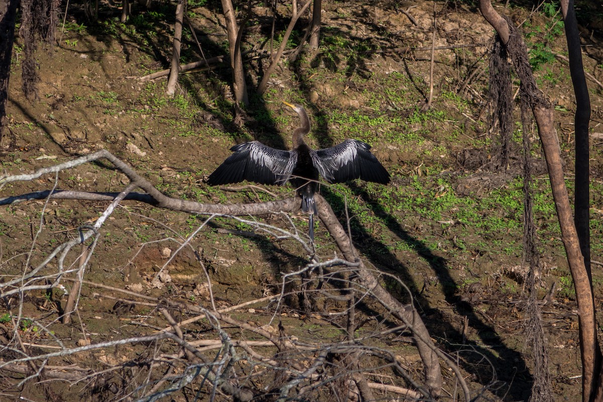 Anhinga - ML612385084