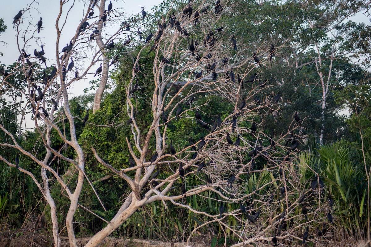 Neotropic Cormorant - ML612385090