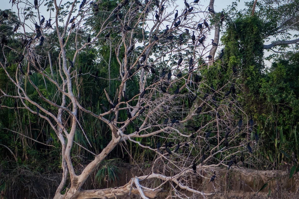 Neotropic Cormorant - ML612385091