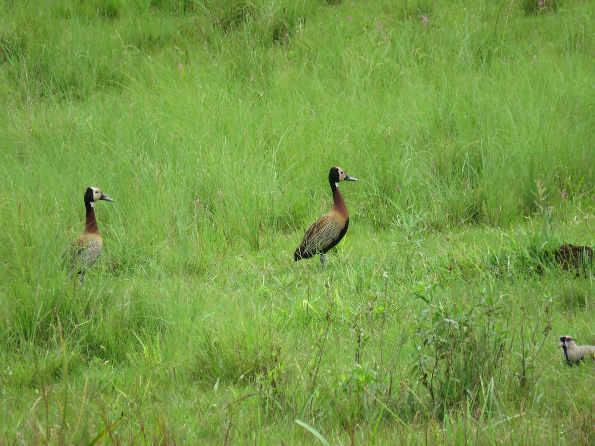 White-faced Whistling-Duck - Letícia Matheus Baccarin