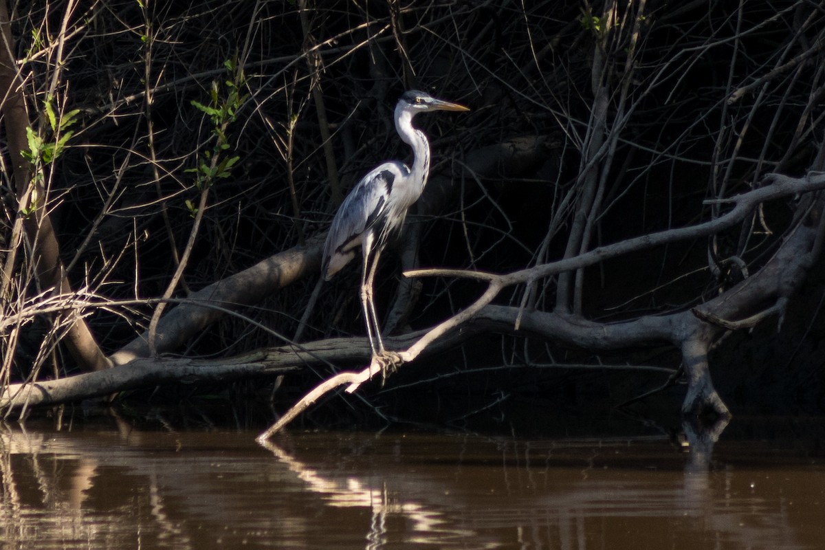 Cocoi Heron - ML612385126