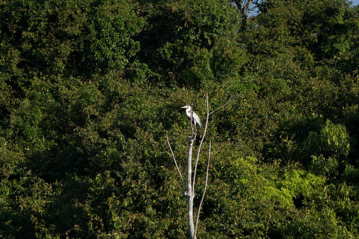 Cocoi Heron - ML612385129