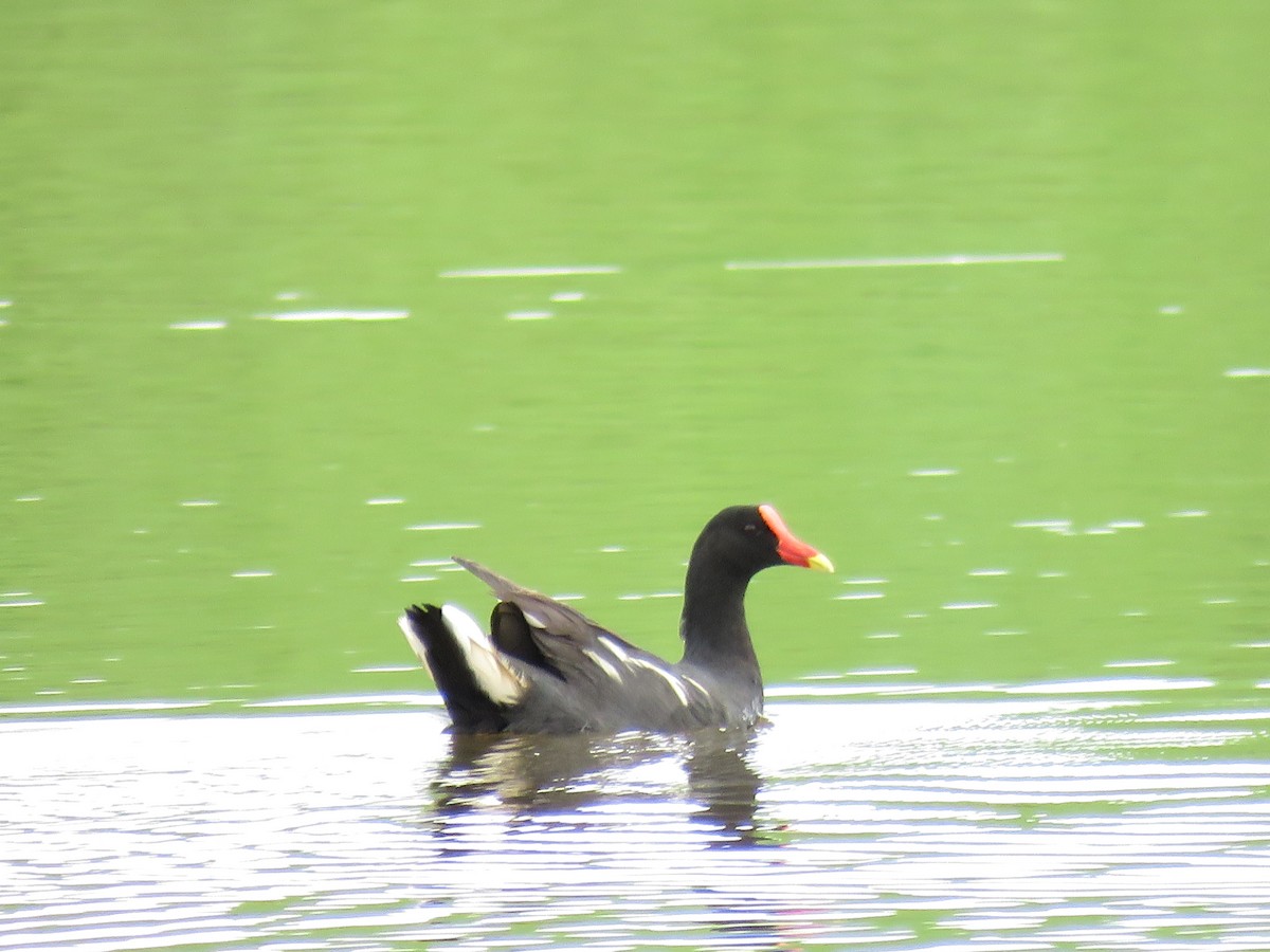 Gallinule d'Amérique (groupe galeata) - ML612385142