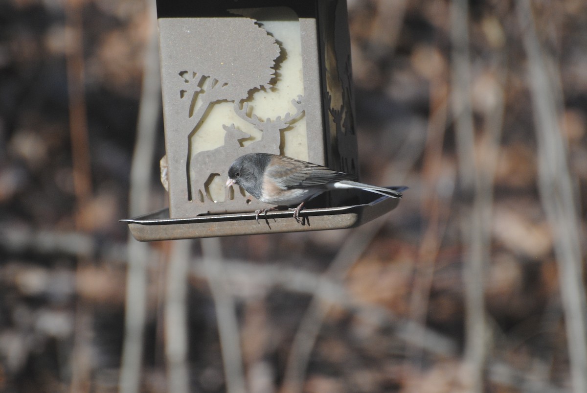 Junco ardoisé (groupe oreganus) - ML612385145