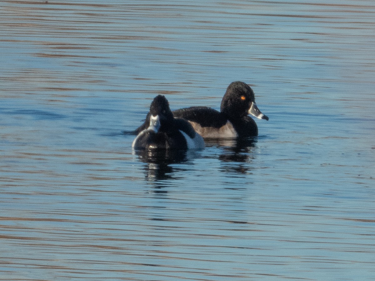 Ring-necked Duck - ML612385152