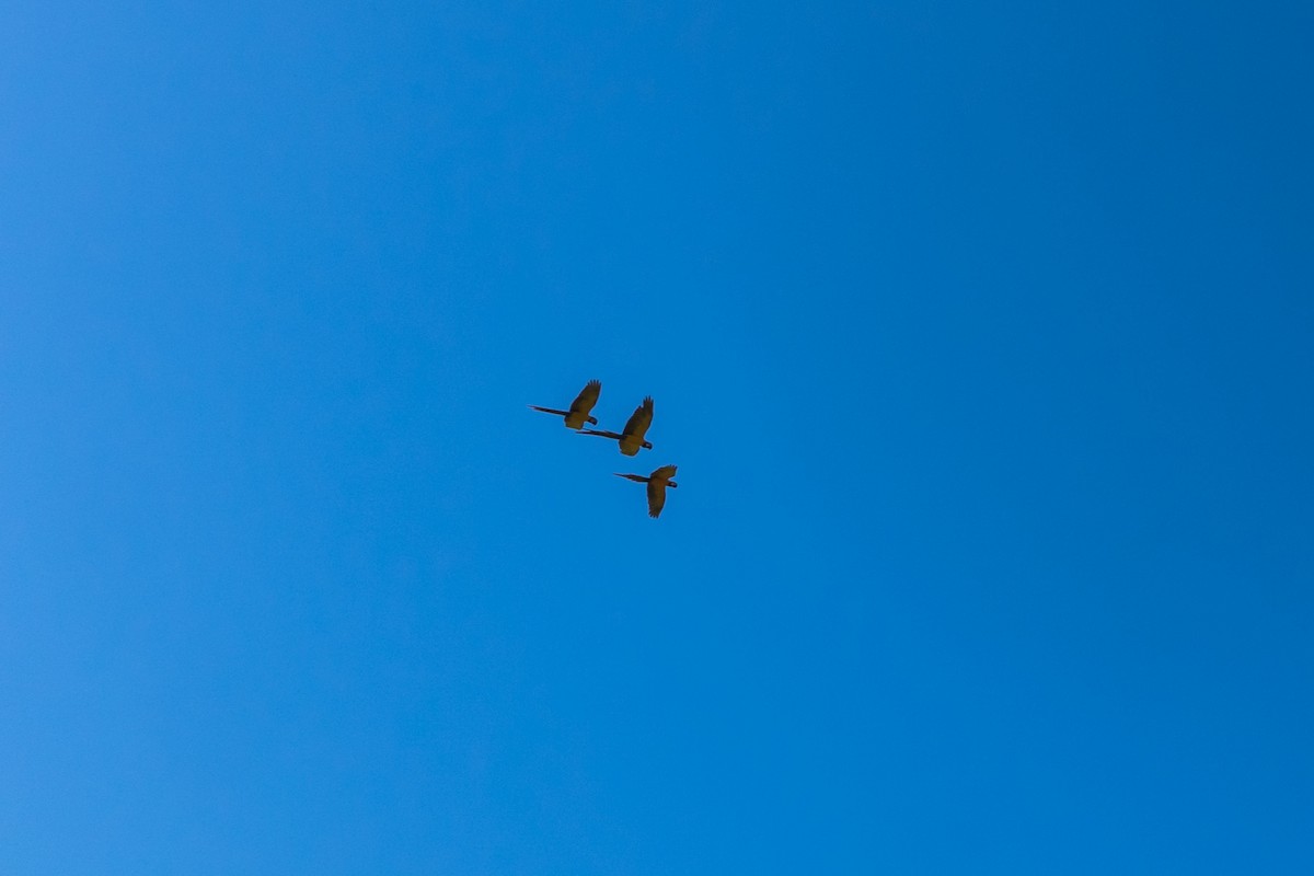 Blue-and-yellow Macaw - ML612385184