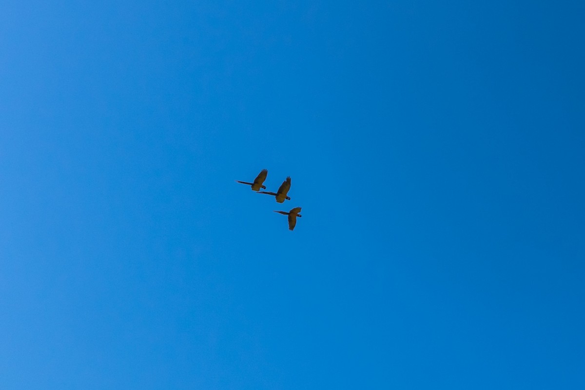 Blue-and-yellow Macaw - ML612385184