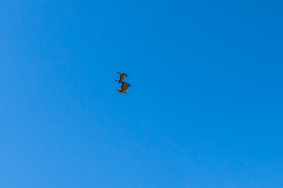 Blue-and-yellow Macaw - ML612385185