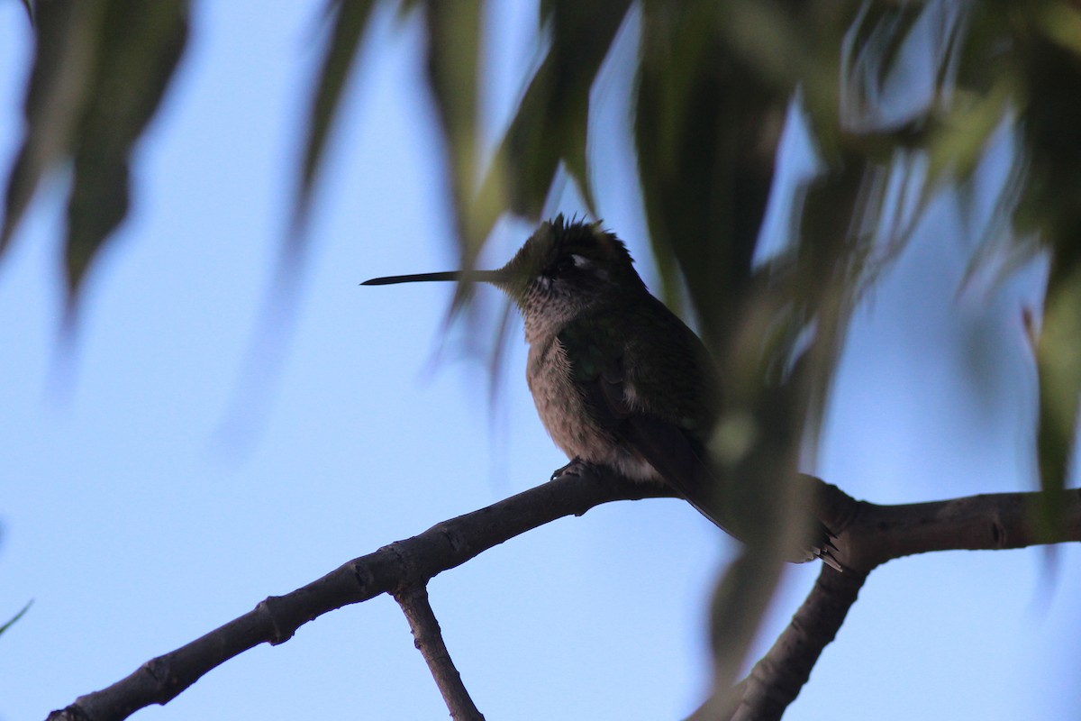 Rivoli's Hummingbird - ML612385192