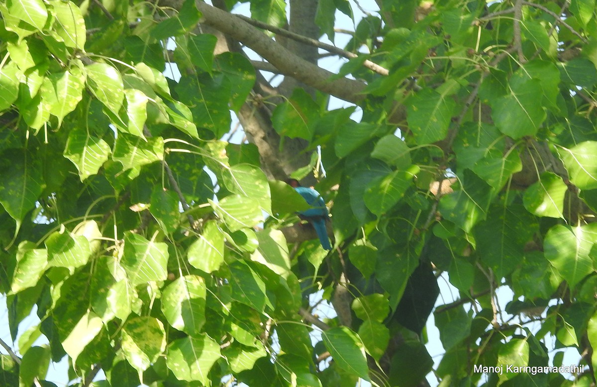 White-throated Kingfisher - ML612385198