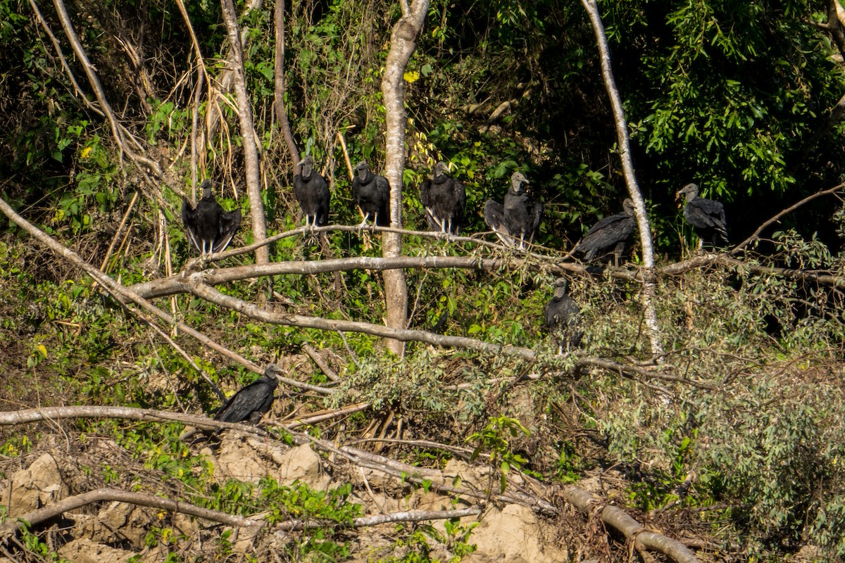 Black Vulture - ML612385205