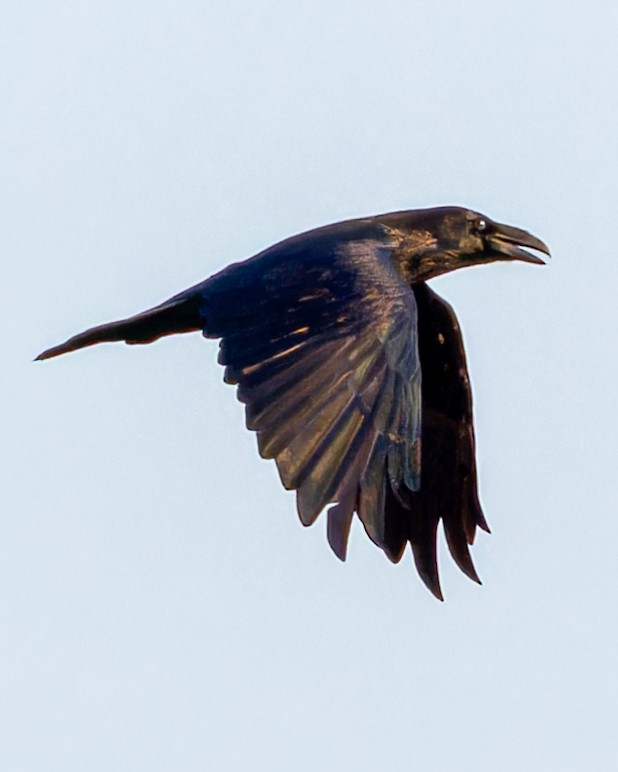 Common Raven - ML612385228