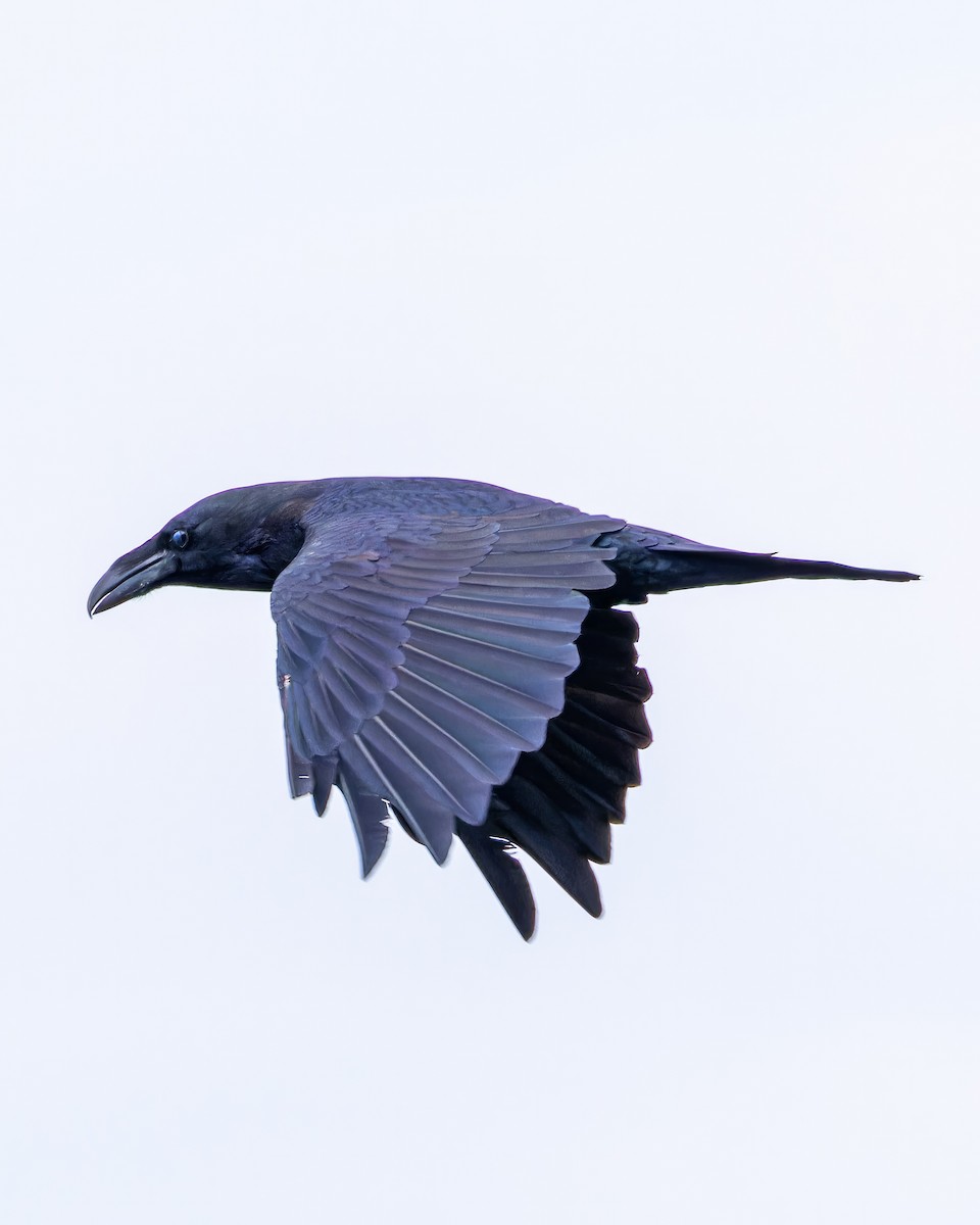 Common Raven - ML612385243