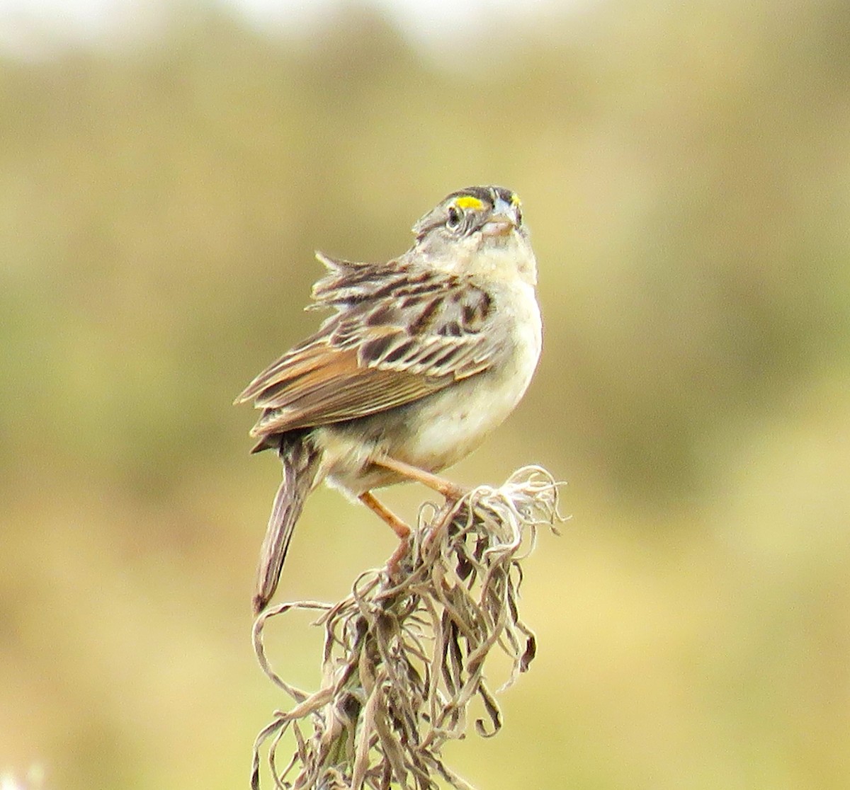 Grassland Sparrow - Letícia Matheus Baccarin