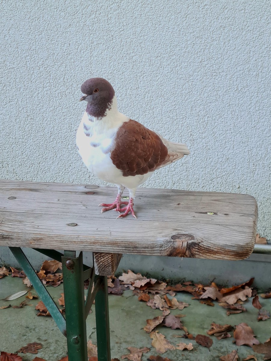 Rock Pigeon (Feral Pigeon) - ML612385265