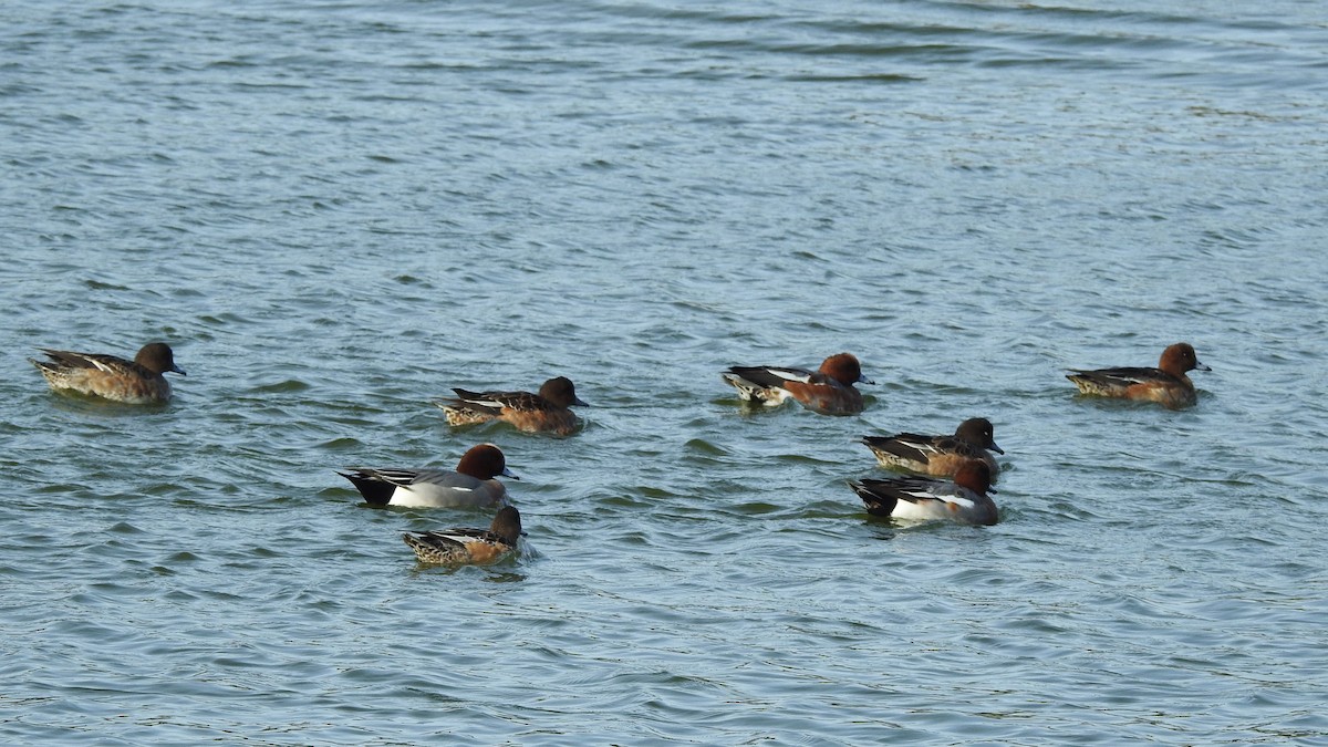 Eurasian Wigeon - ML612385267