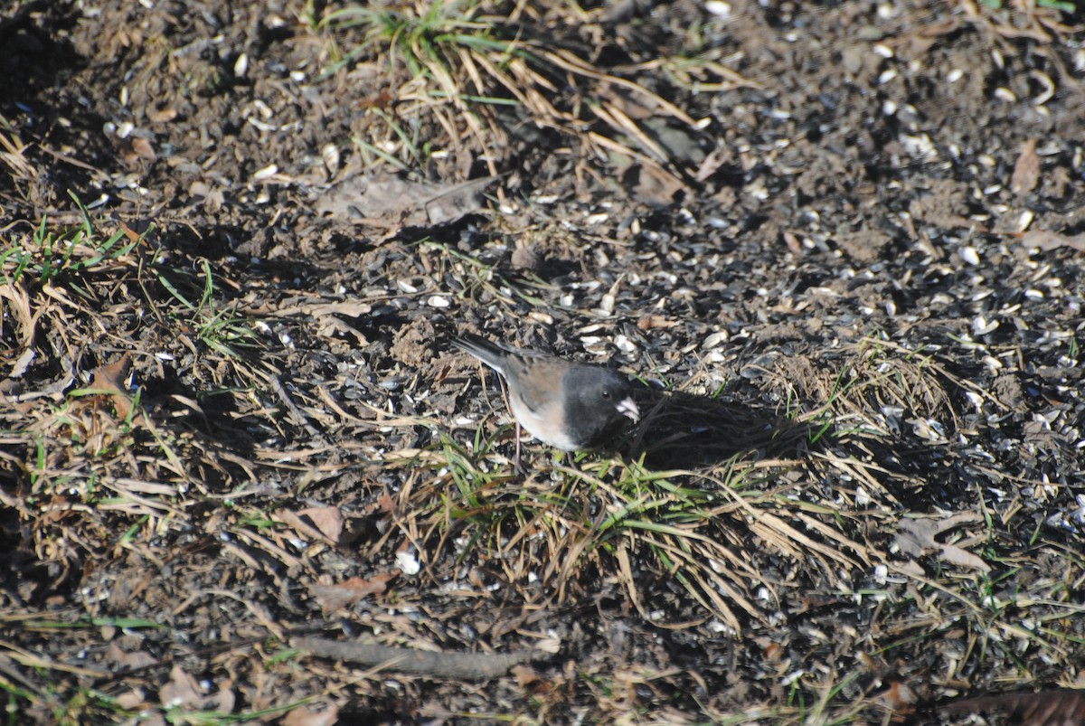 Dark-eyed Junco (Oregon) - ML612385288