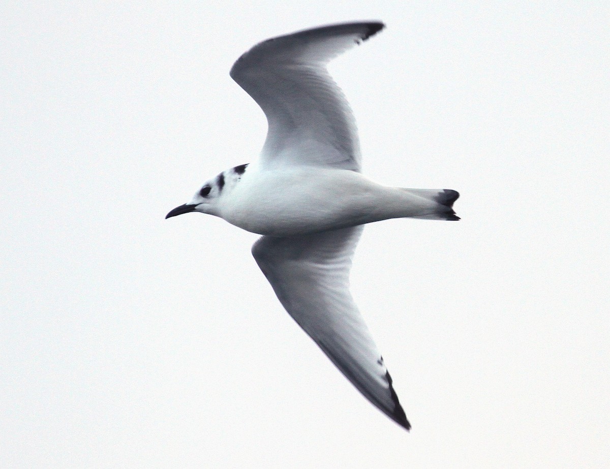 Black-legged Kittiwake - ML612385294