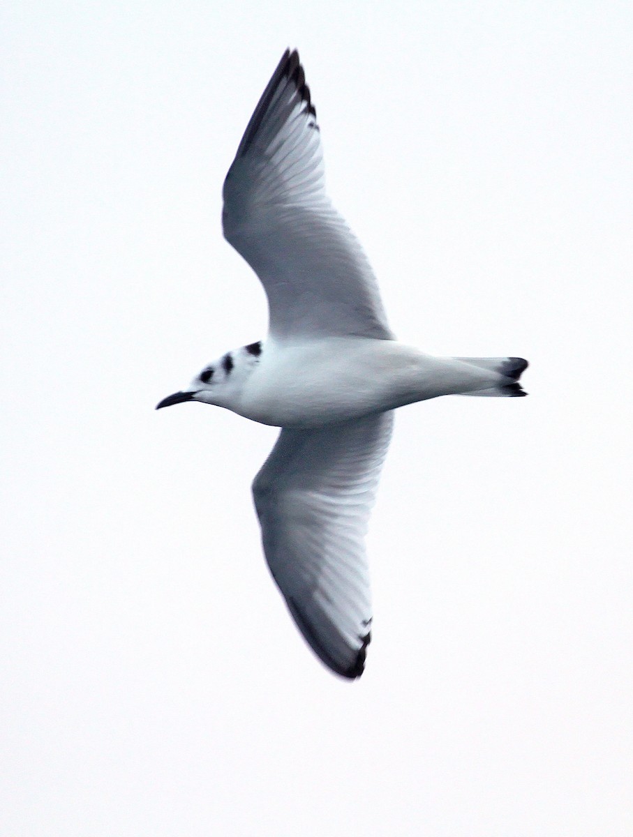 Black-legged Kittiwake - ML612385295