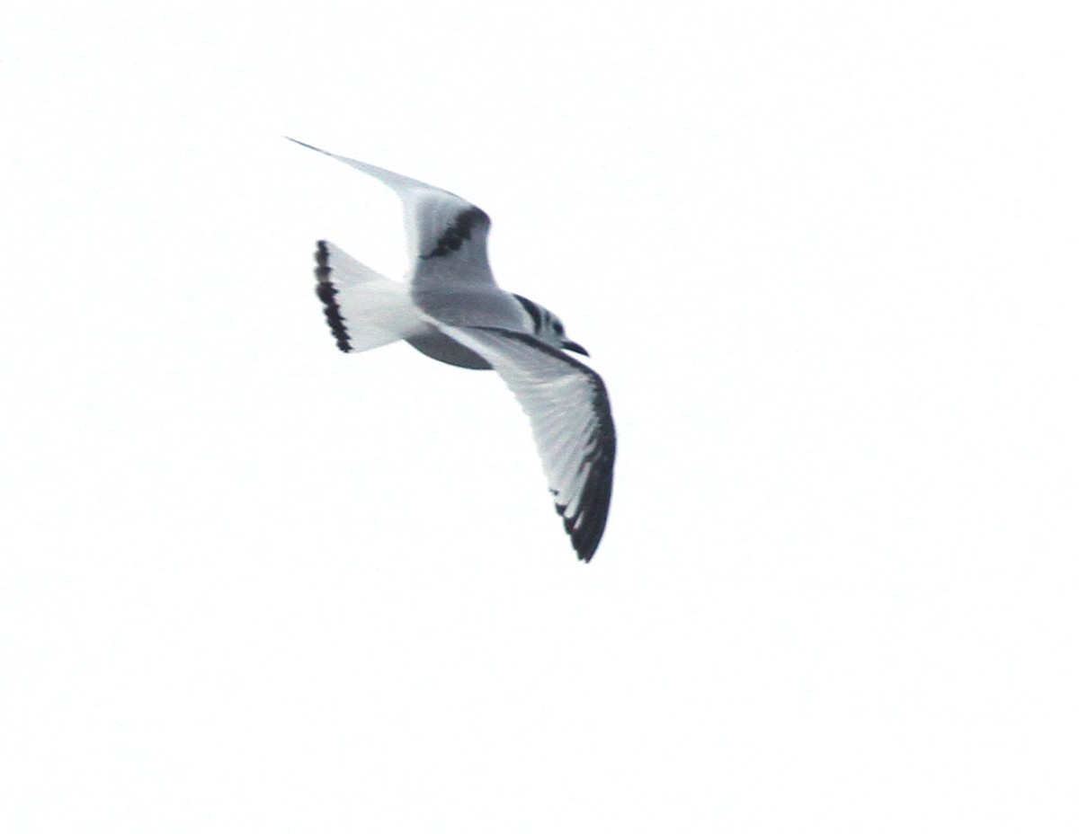 Black-legged Kittiwake - Ryan Brady