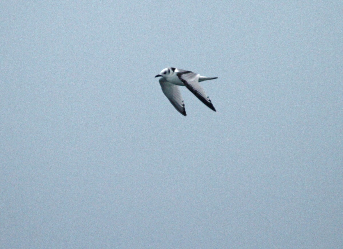 Black-legged Kittiwake - ML612385300