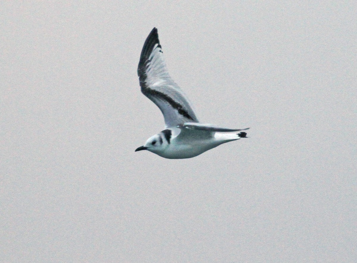 Black-legged Kittiwake - ML612385308