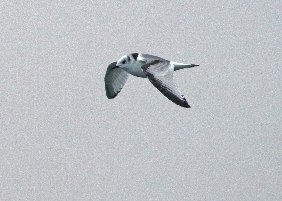 Black-legged Kittiwake - Ryan Brady