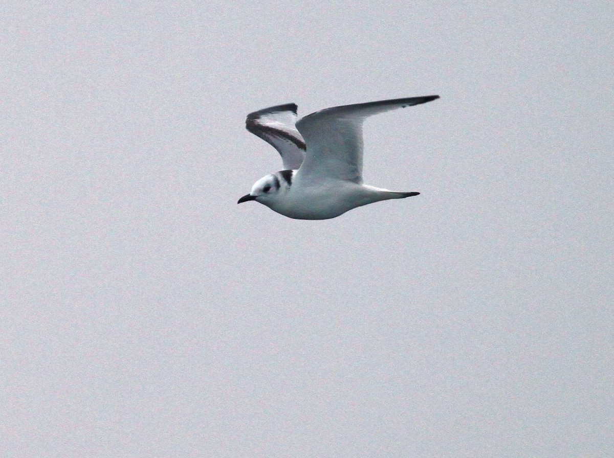 Black-legged Kittiwake - ML612385310