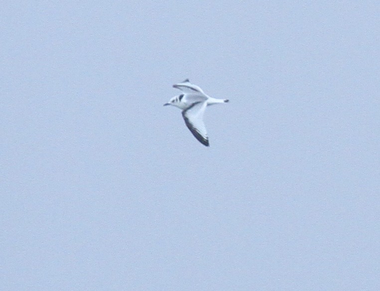 Black-legged Kittiwake - ML612385316