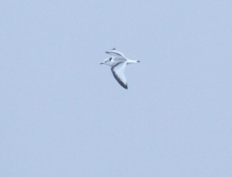 Black-legged Kittiwake - ML612385316