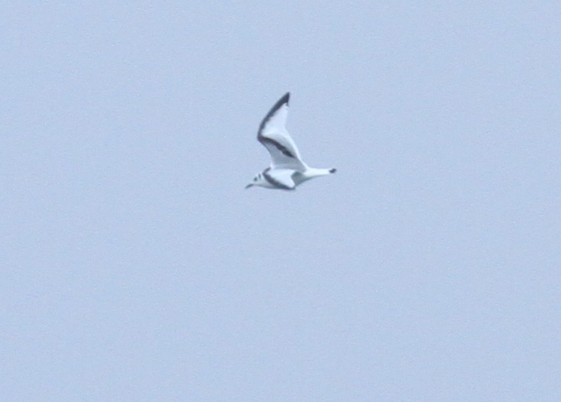 Black-legged Kittiwake - ML612385317