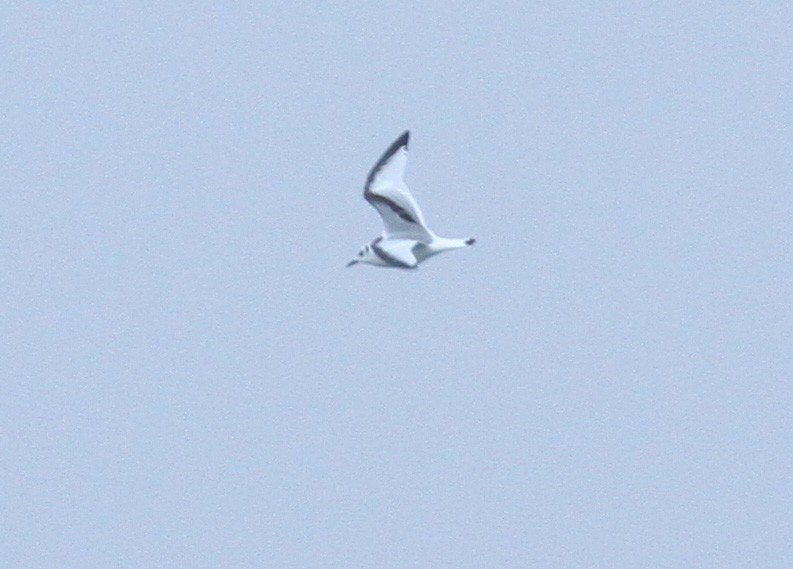 Black-legged Kittiwake - ML612385317