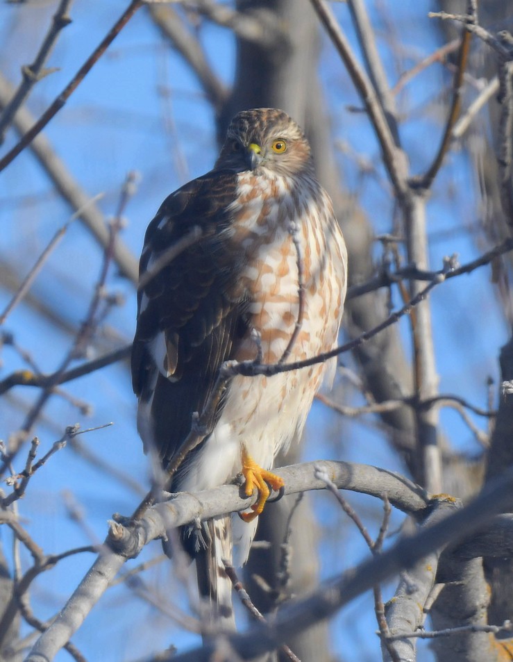 Sharp-shinned Hawk - ML612385318