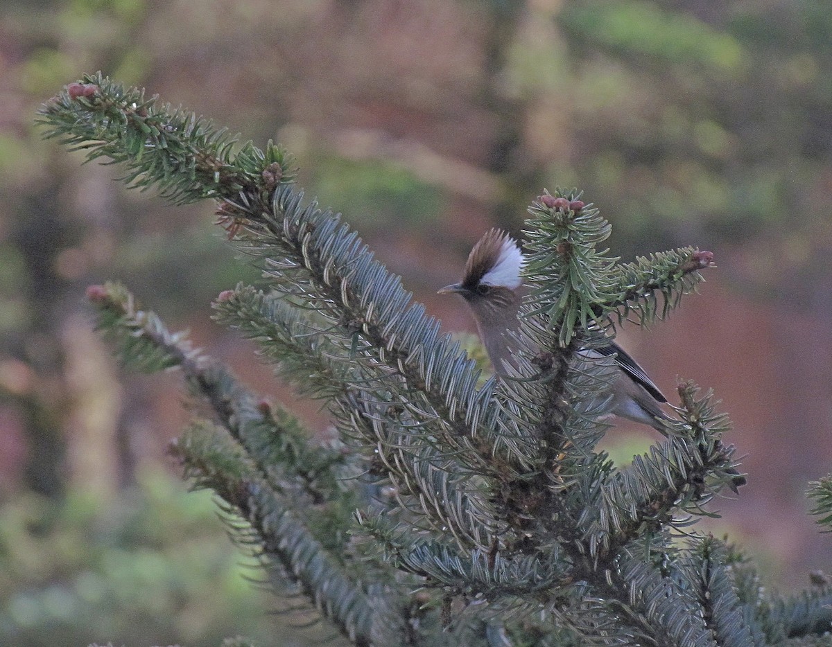 White-collared Yuhina - Jens Thalund