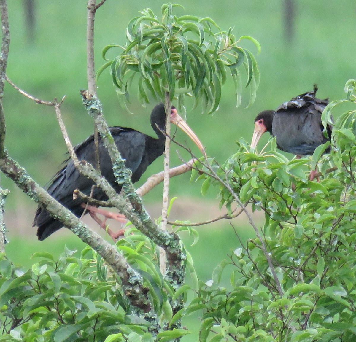 Bare-faced Ibis - Letícia Matheus Baccarin