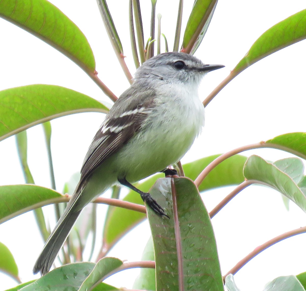 White-crested Tyrannulet - Letícia Matheus Baccarin